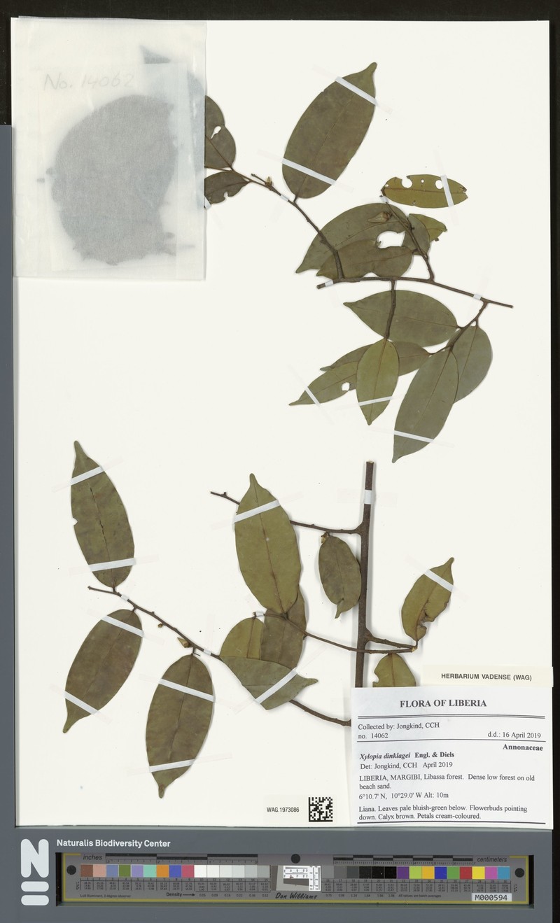 Xylopia dinklagei photo 5