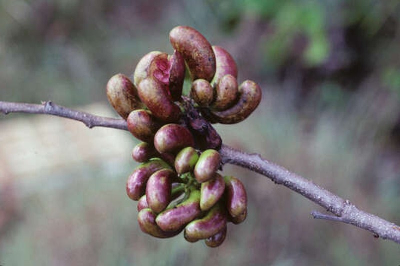 Xylopia discreta