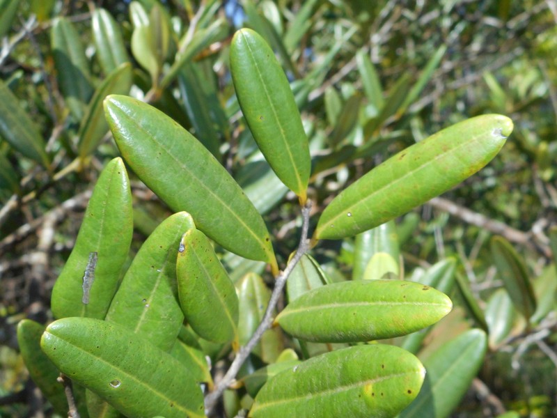 Xylopia ekmanii