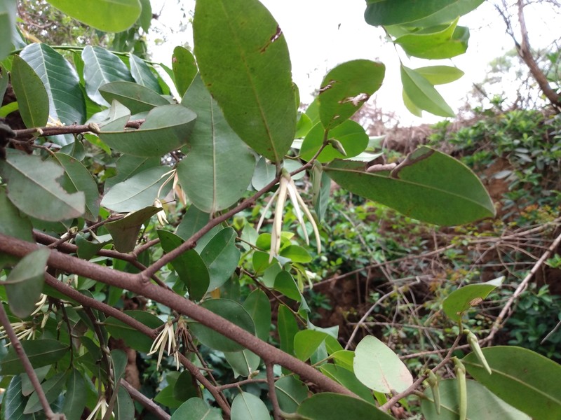 Xylopia elliotii photo 2