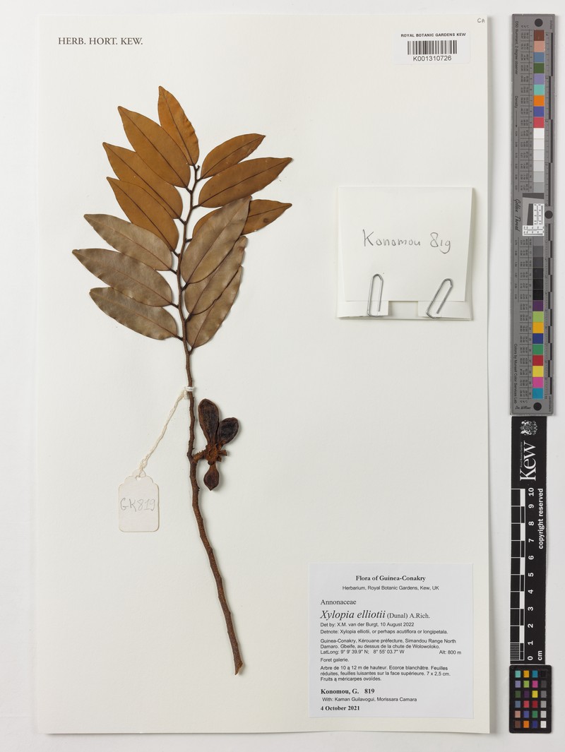 Xylopia elliotii photo 3