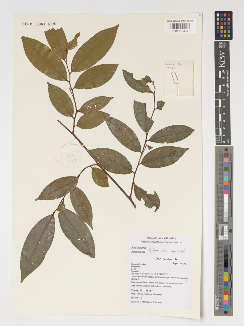 Xylopia elliotii photo 4