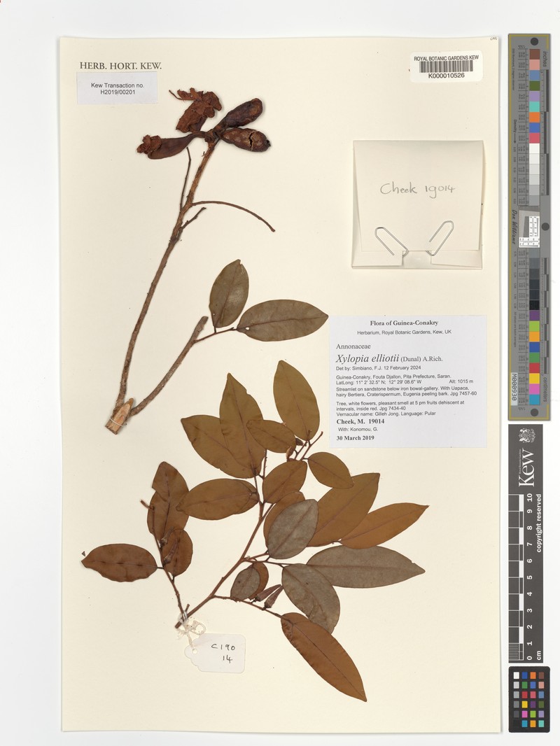 Xylopia elliotii photo 5