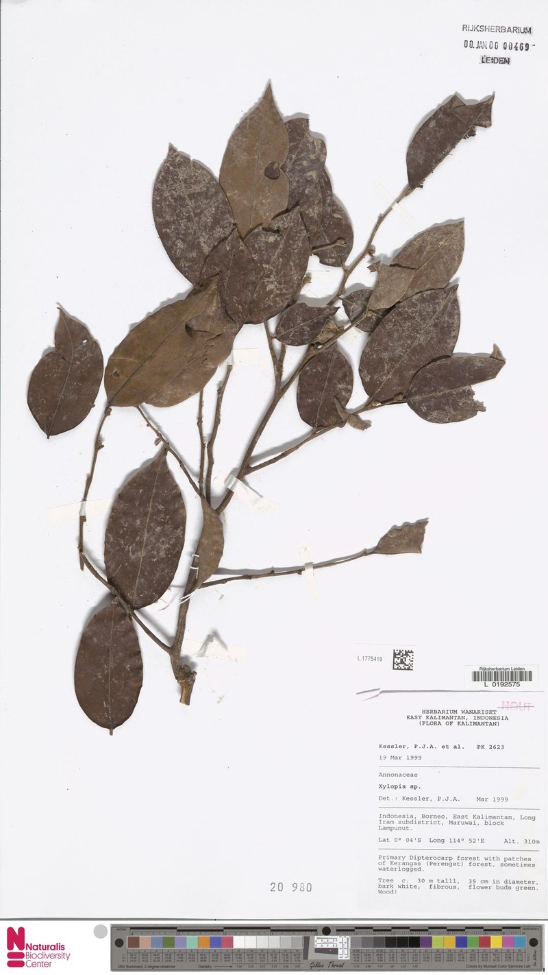 Xylopia elliptica