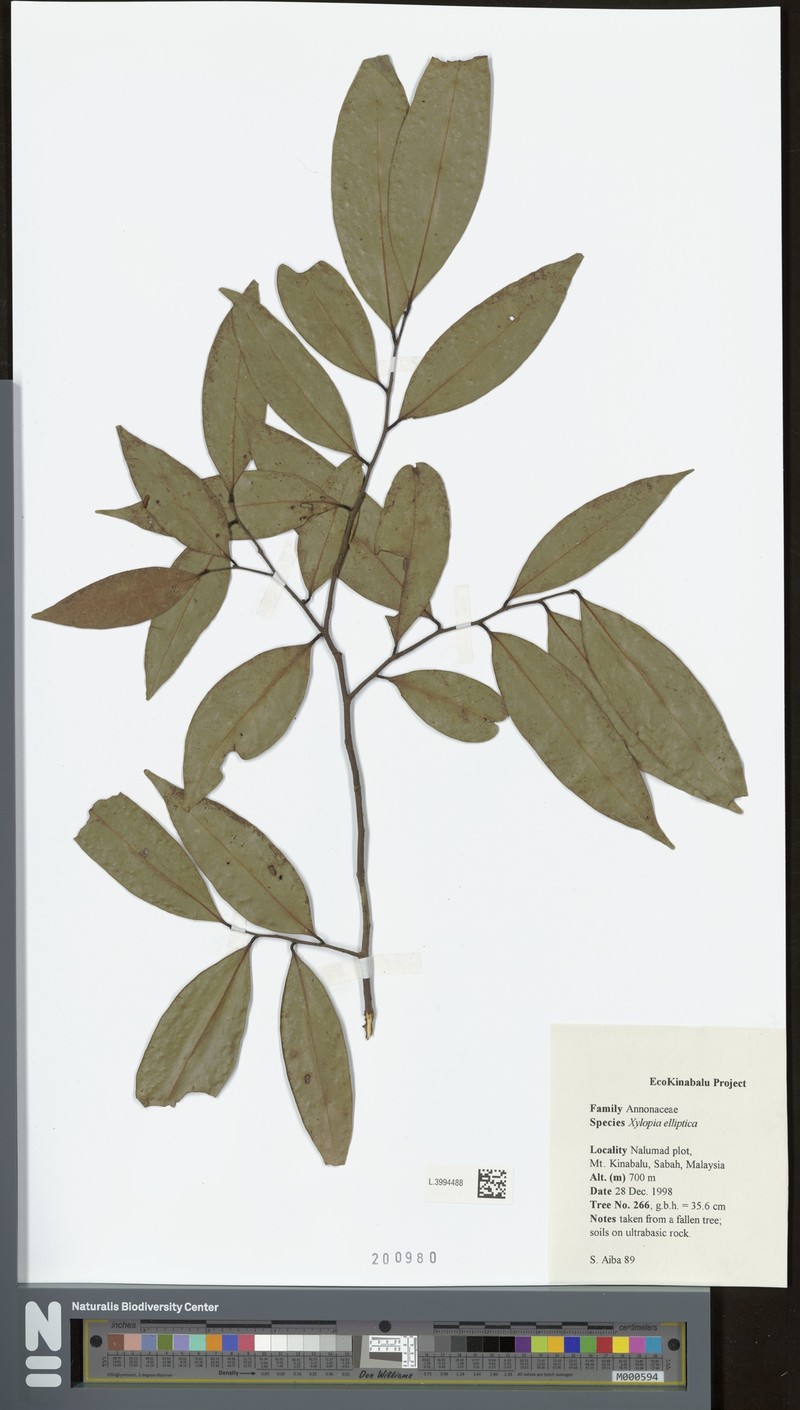Xylopia elliptica photo 2