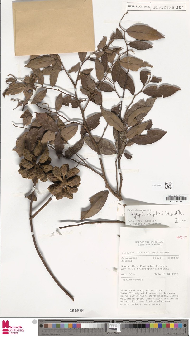 Xylopia elliptica photo 3