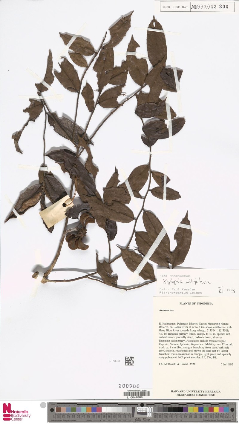 Xylopia elliptica photo 4