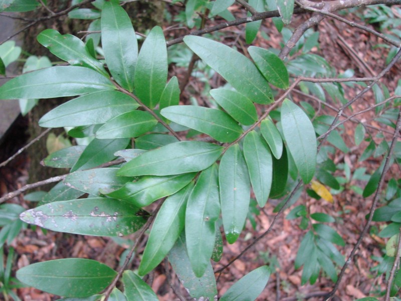 Xylopia emarginata