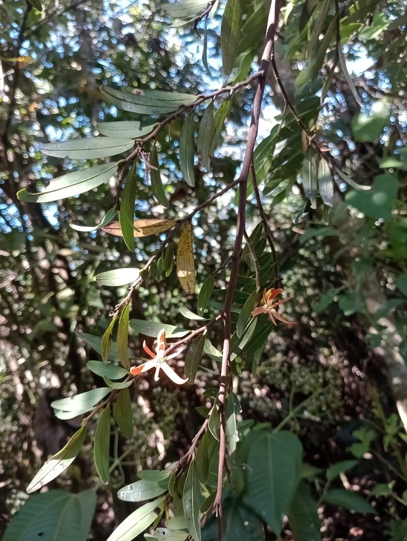 Xylopia emarginata photo 2