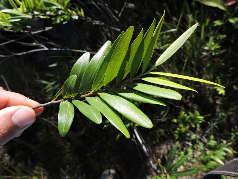Xylopia emarginata photo 3
