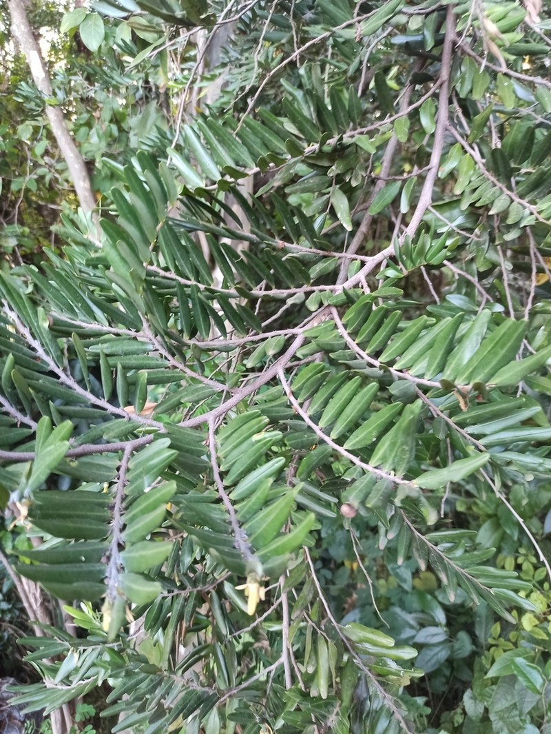 Xylopia emarginata photo 4