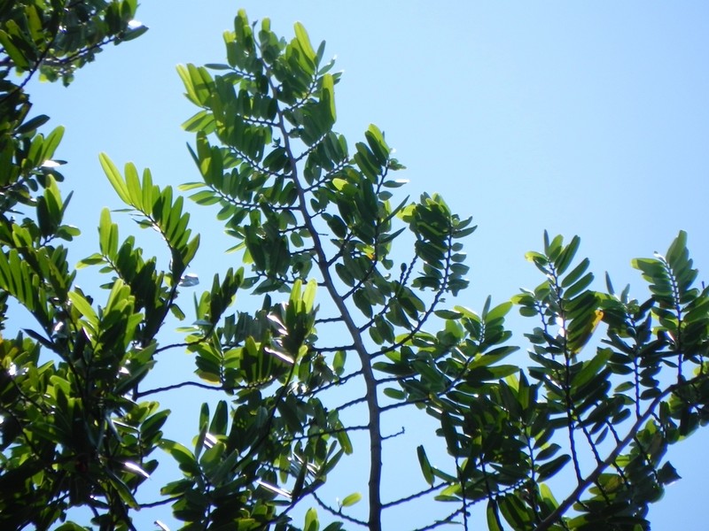 Xylopia emarginata photo 5