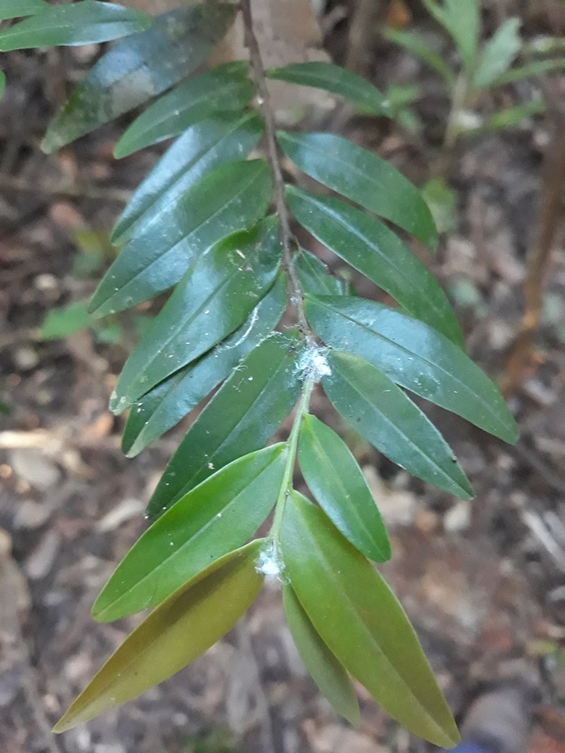 Xylopia emarginata photo 6