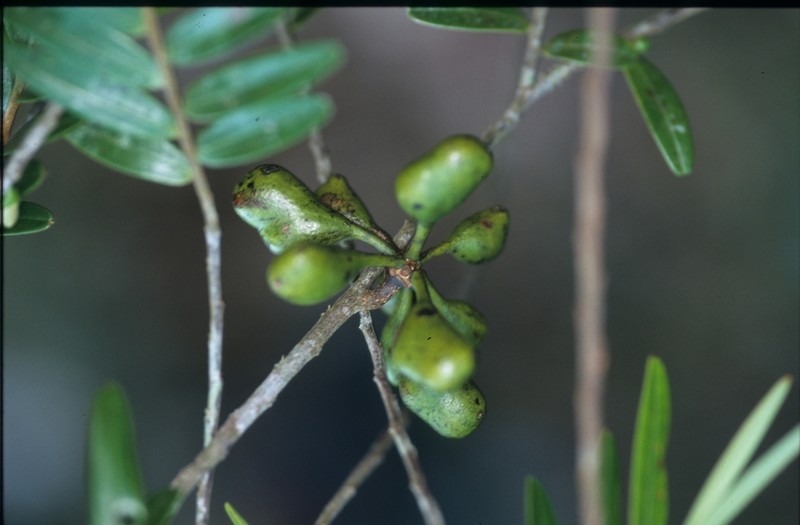 Xylopia emarginata photo 7