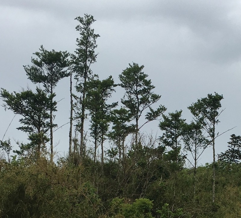 Xylopia emarginata photo 8