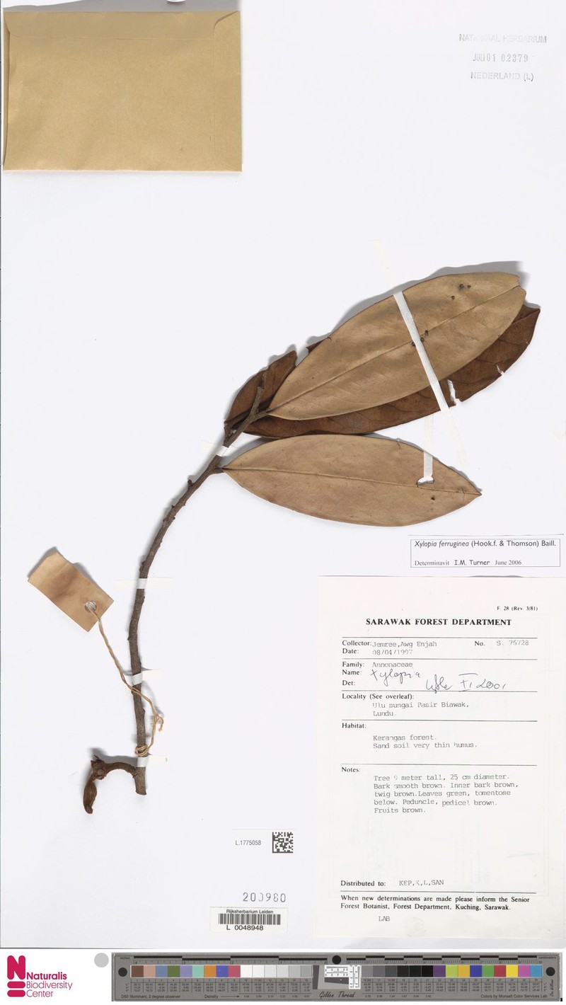 Xylopia erythrodactyla