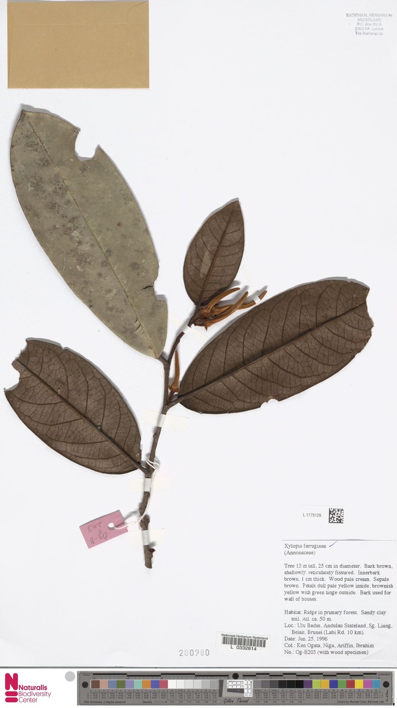 Xylopia erythrodactyla photo 2