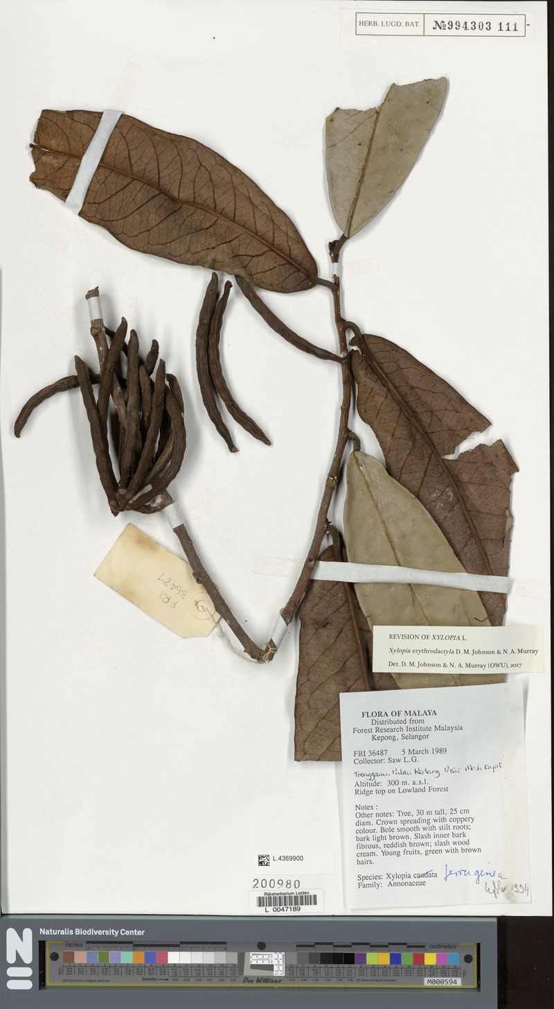 Xylopia erythrodactyla photo 4