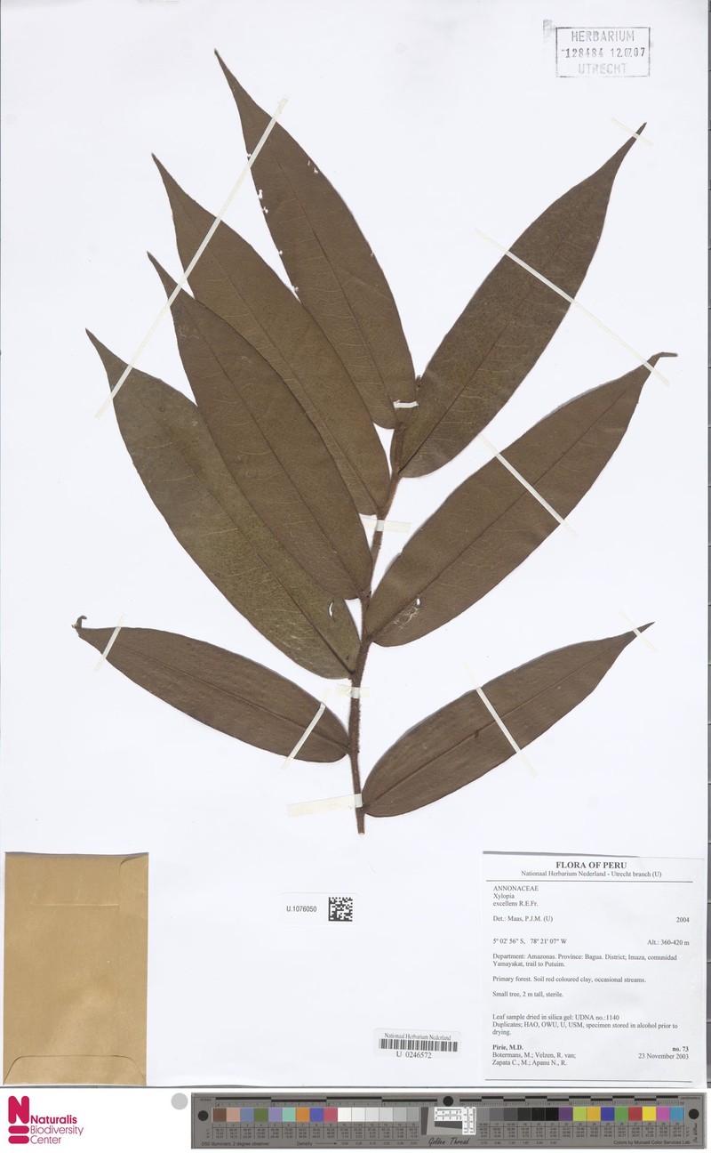 Xylopia excellens