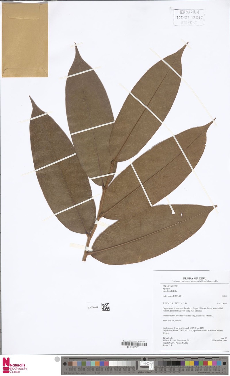 Xylopia excellens photo 2