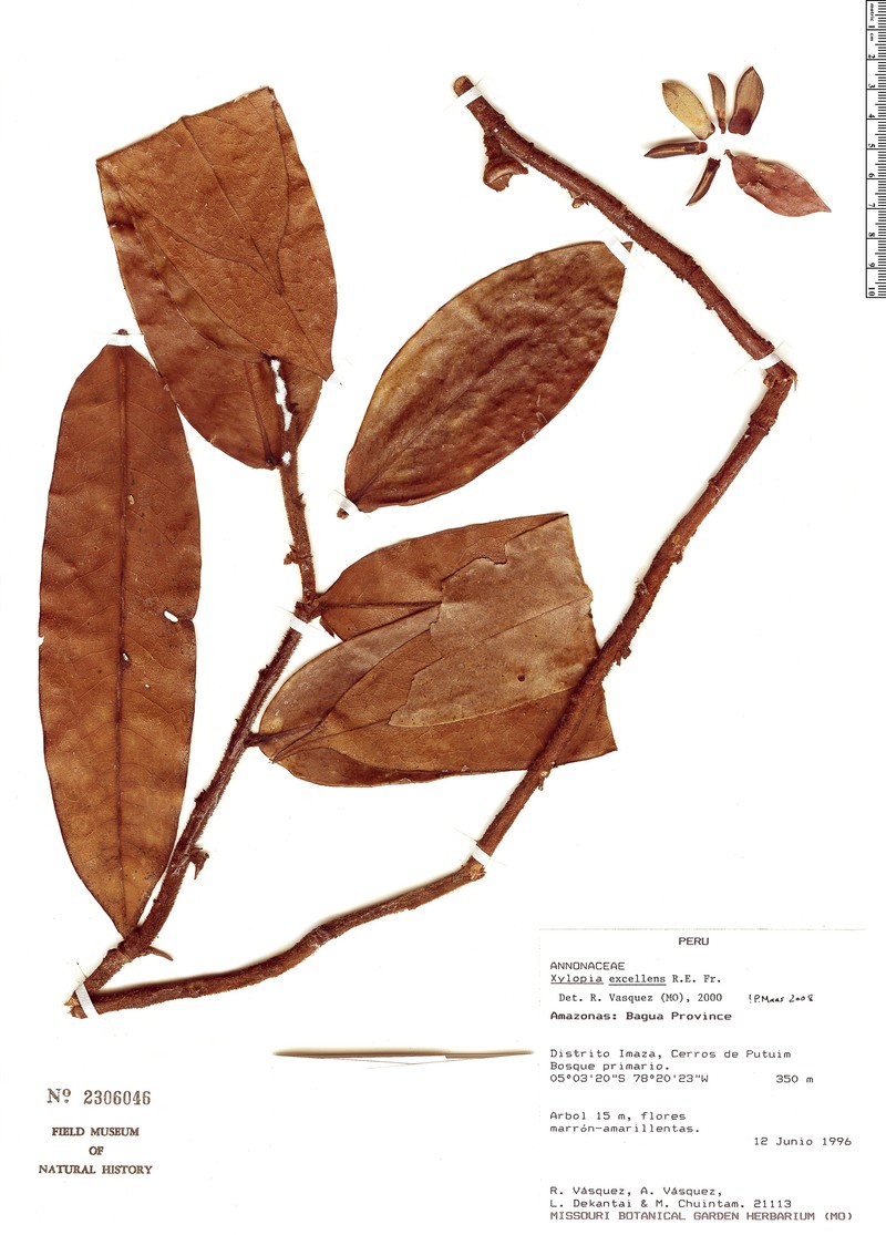 Xylopia excellens photo 3