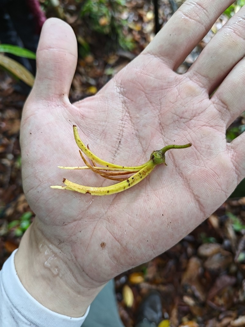 Xylopia ferruginea