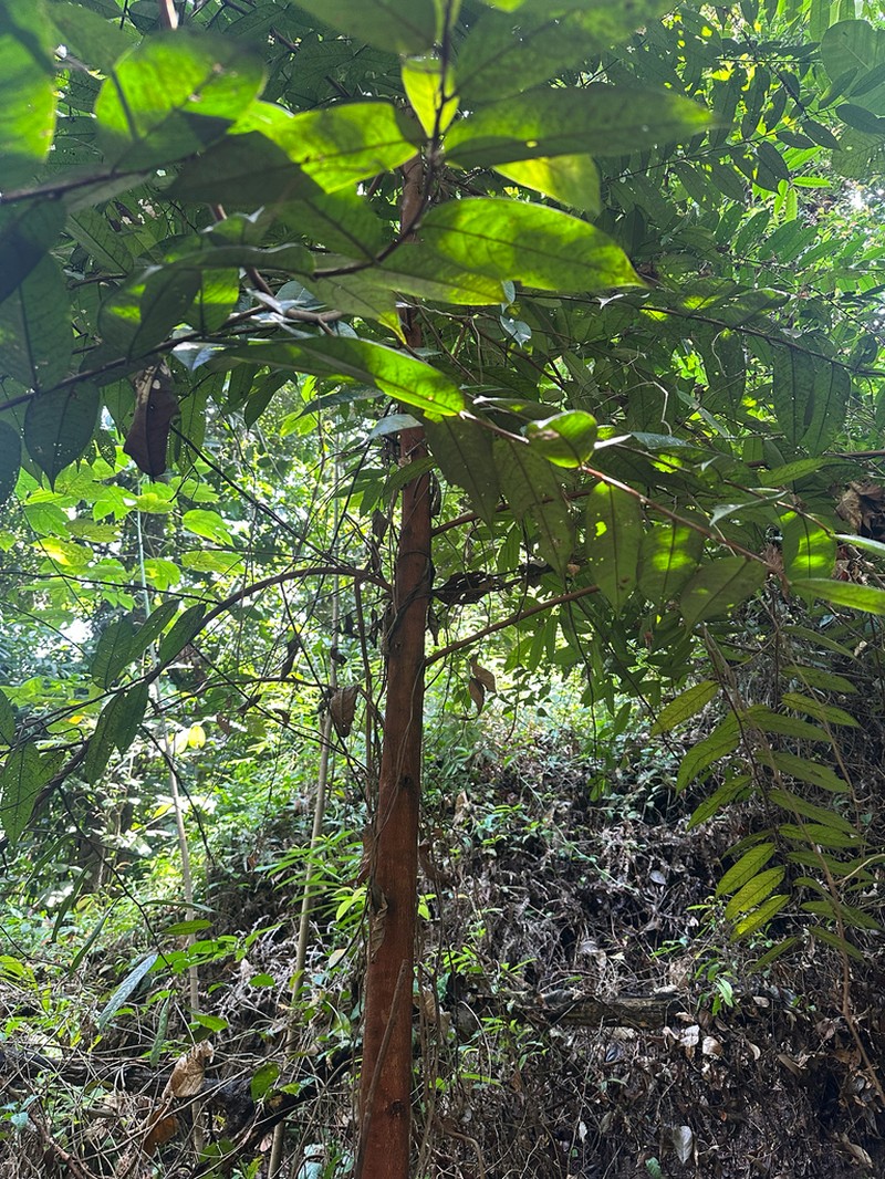 Xylopia ferruginea photo 2