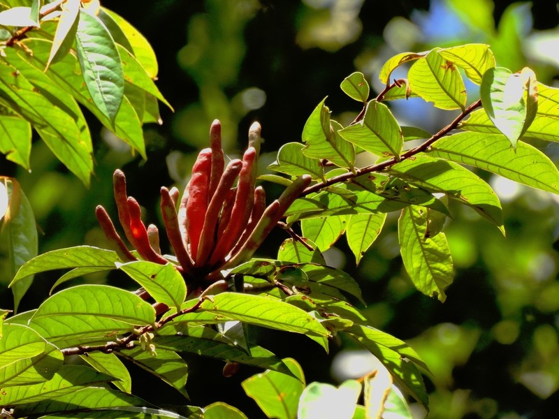 Xylopia ferruginea photo 3