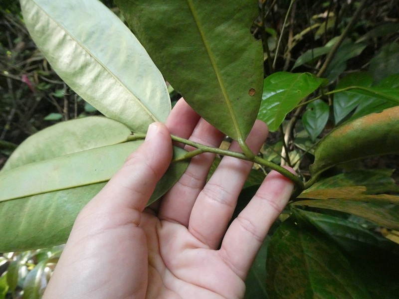 Xylopia ferruginea photo 4