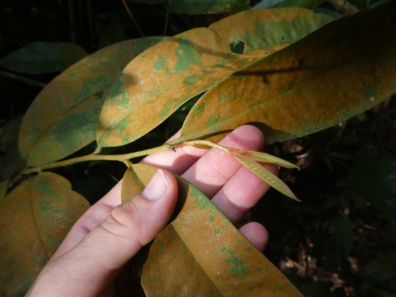 Xylopia ferruginea photo 7