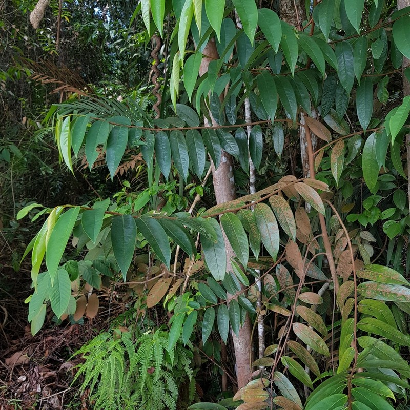 Xylopia ferruginea photo 8