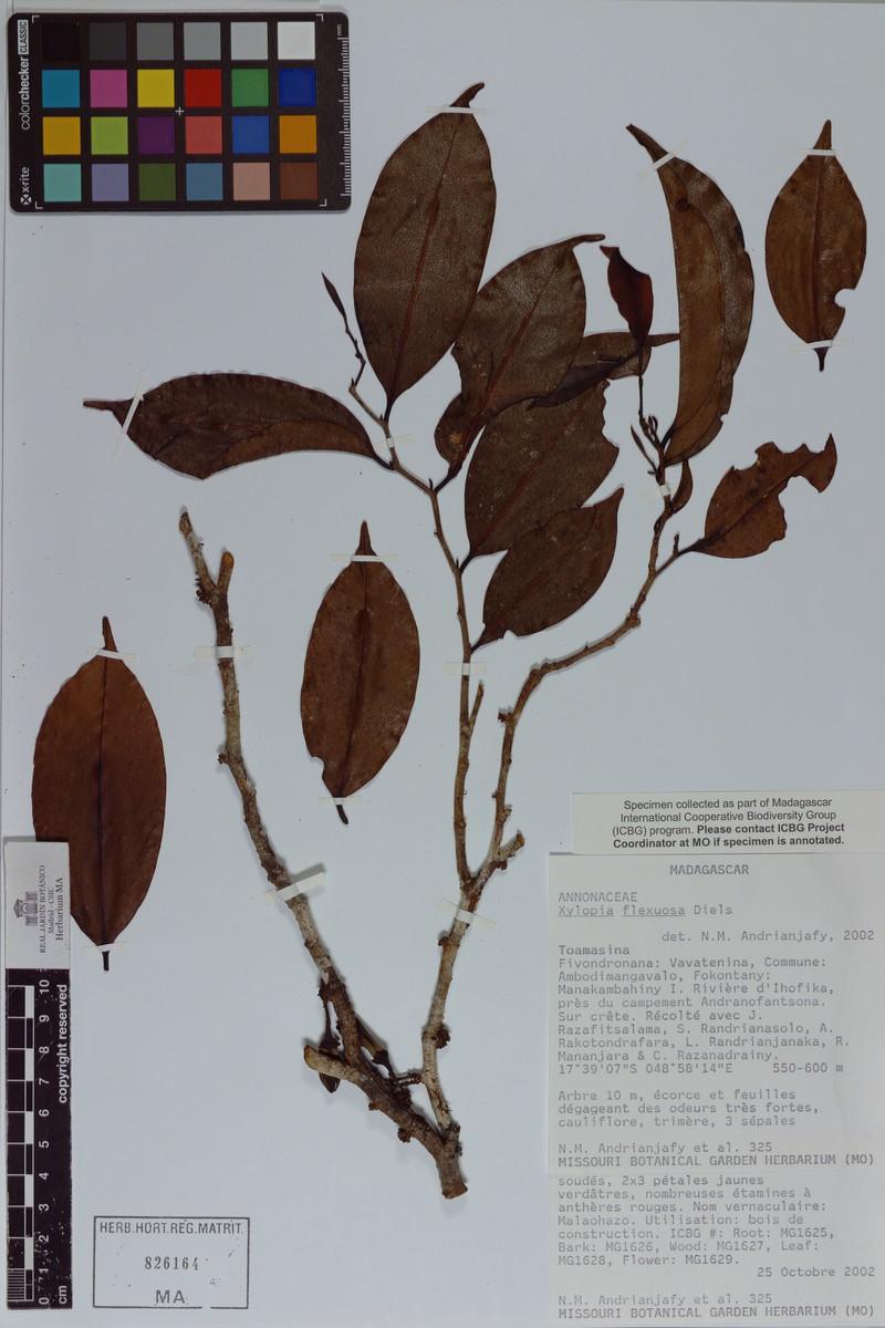 Xylopia flexuosa