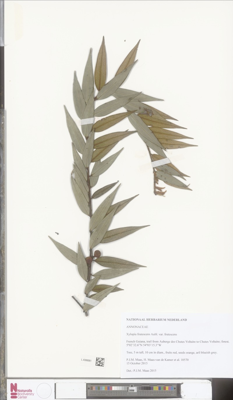 Xylopia frutescens var. frutescens