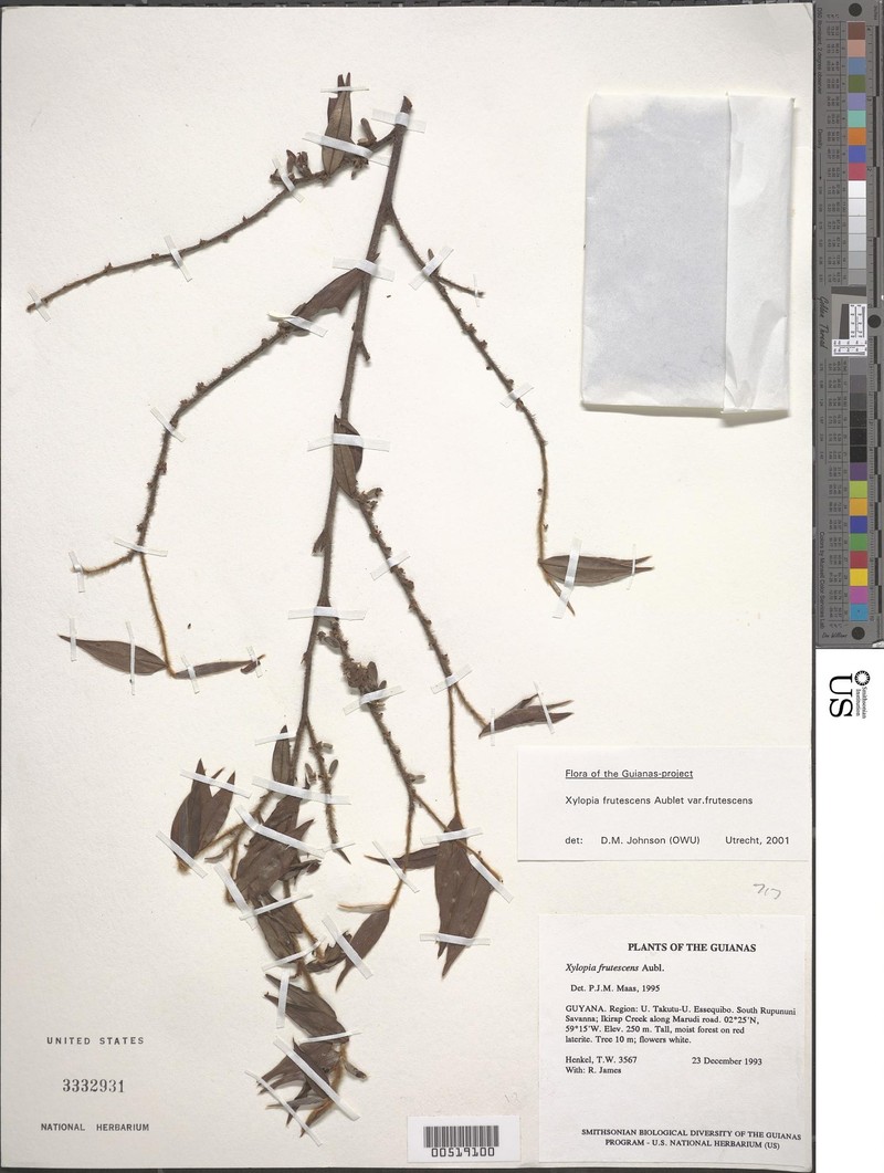 Xylopia frutescens var. frutescens photo 2