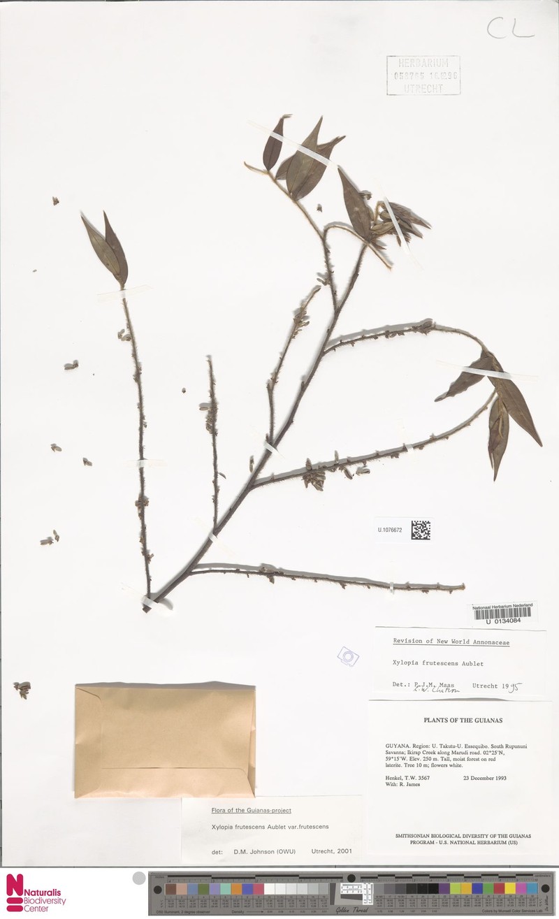 Xylopia frutescens var. frutescens photo 3