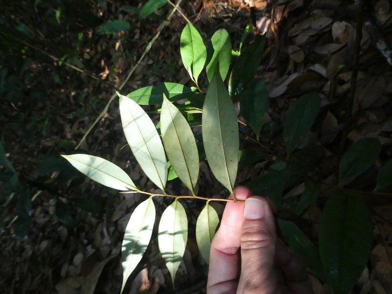 Xylopia fusca photo 2