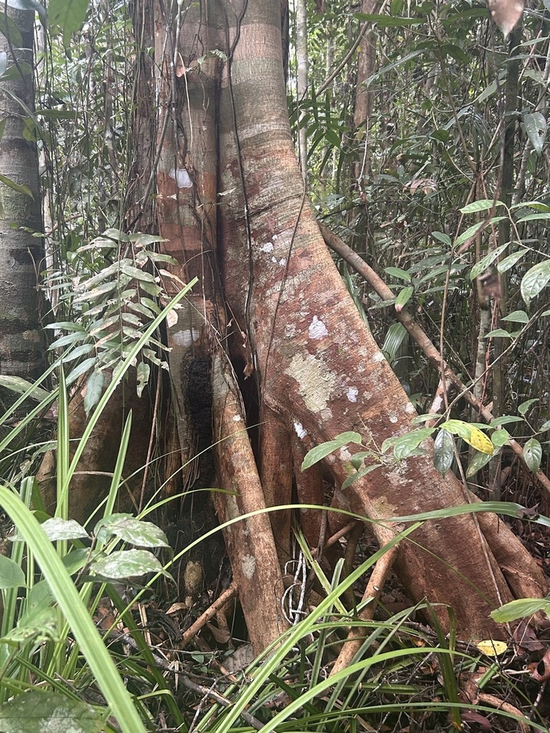 Xylopia fusca photo 3