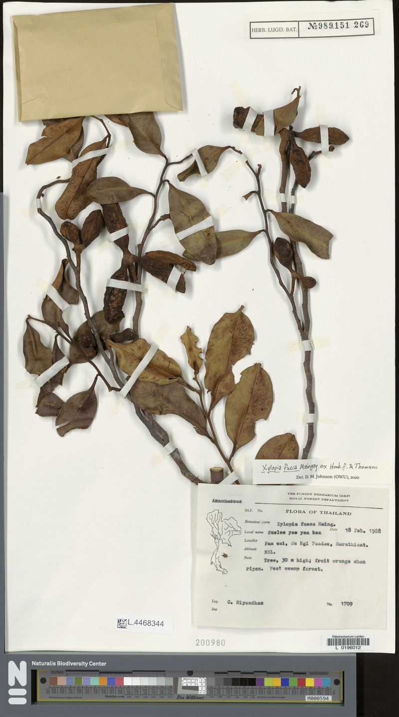 Xylopia fusca photo 5