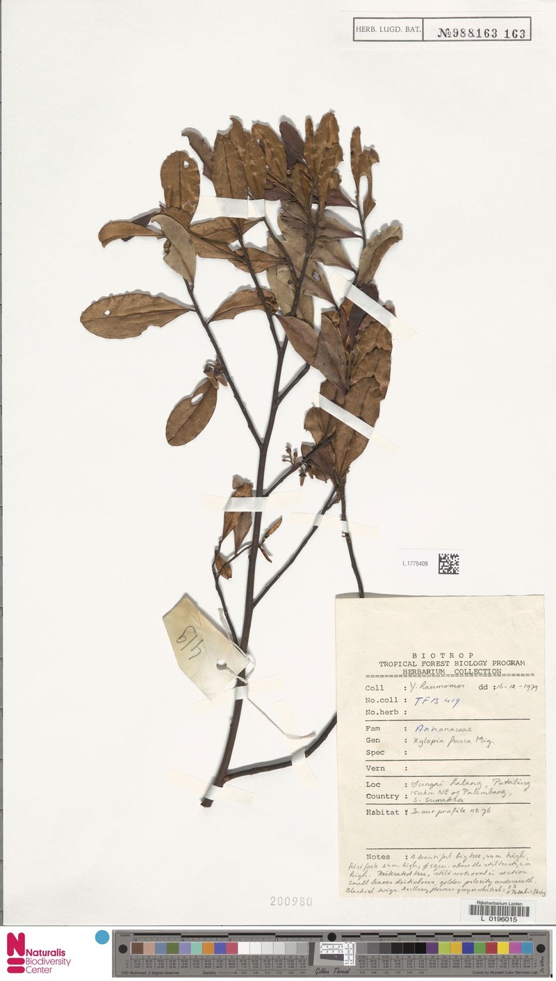 Xylopia fusca photo 6