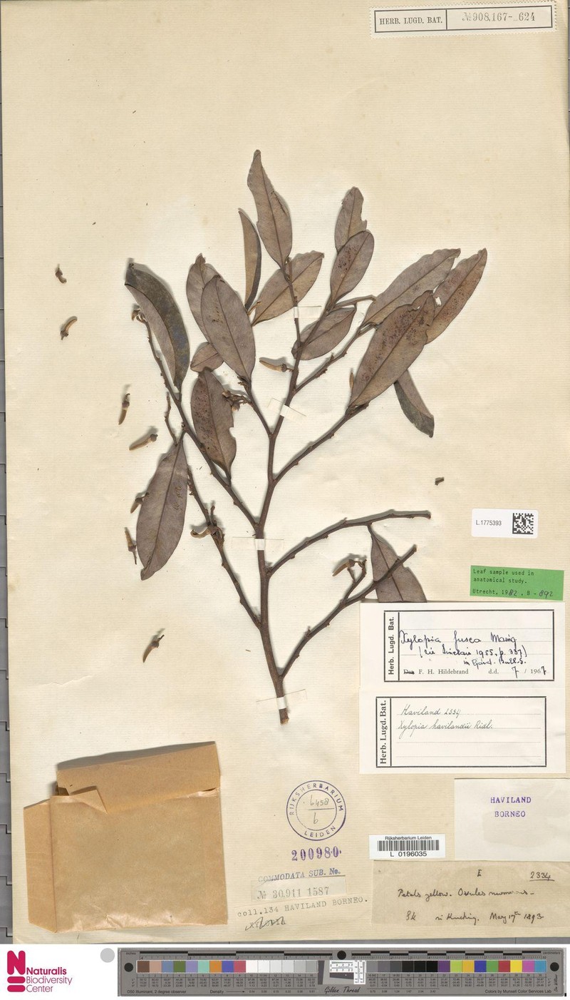 Xylopia fusca