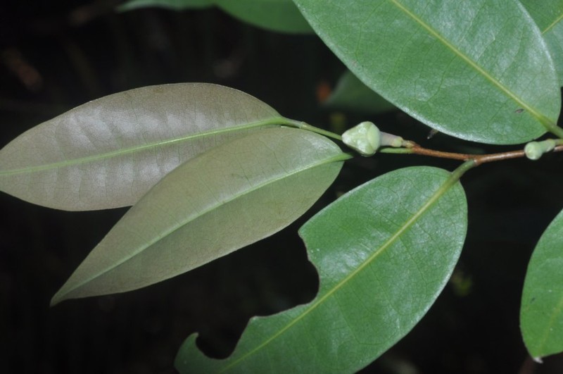 Xylopia galokothamna