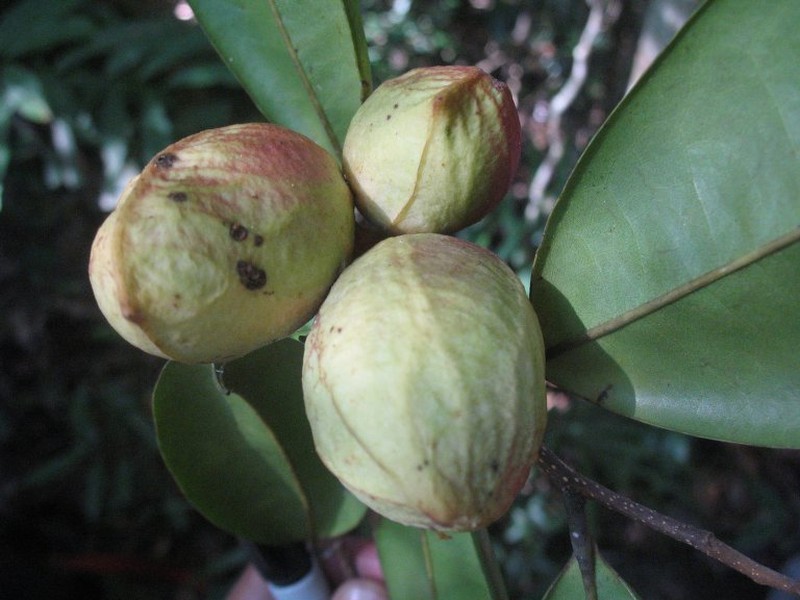 Xylopia galokothamna photo 2