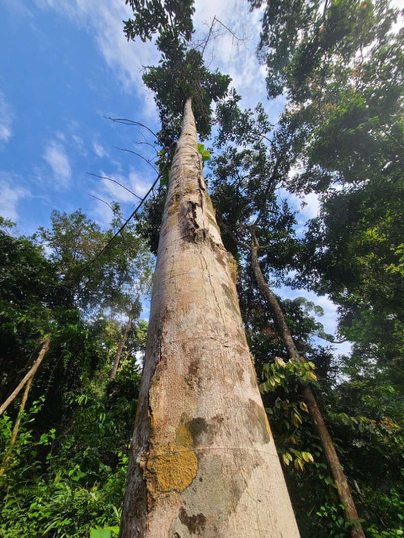 Xylopia globosa