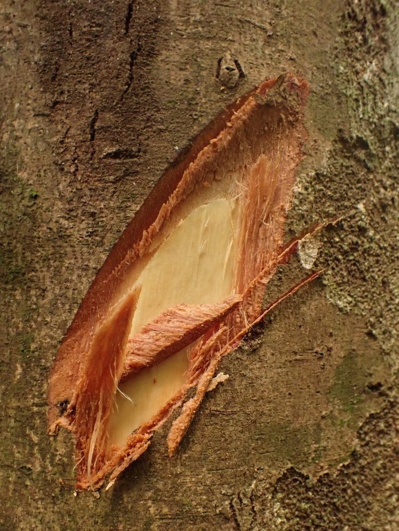Xylopia globosa photo 2