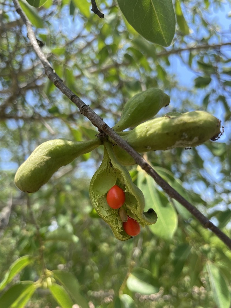 Xylopia gracilipes