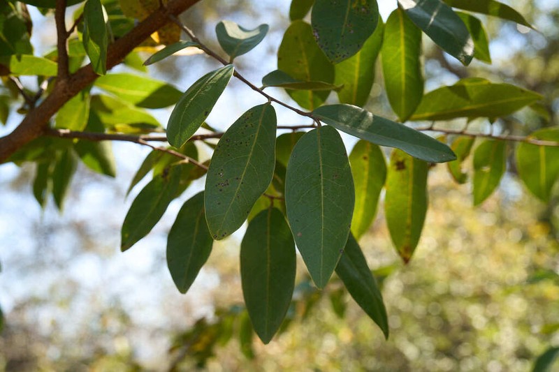Xylopia gracilipes photo 2