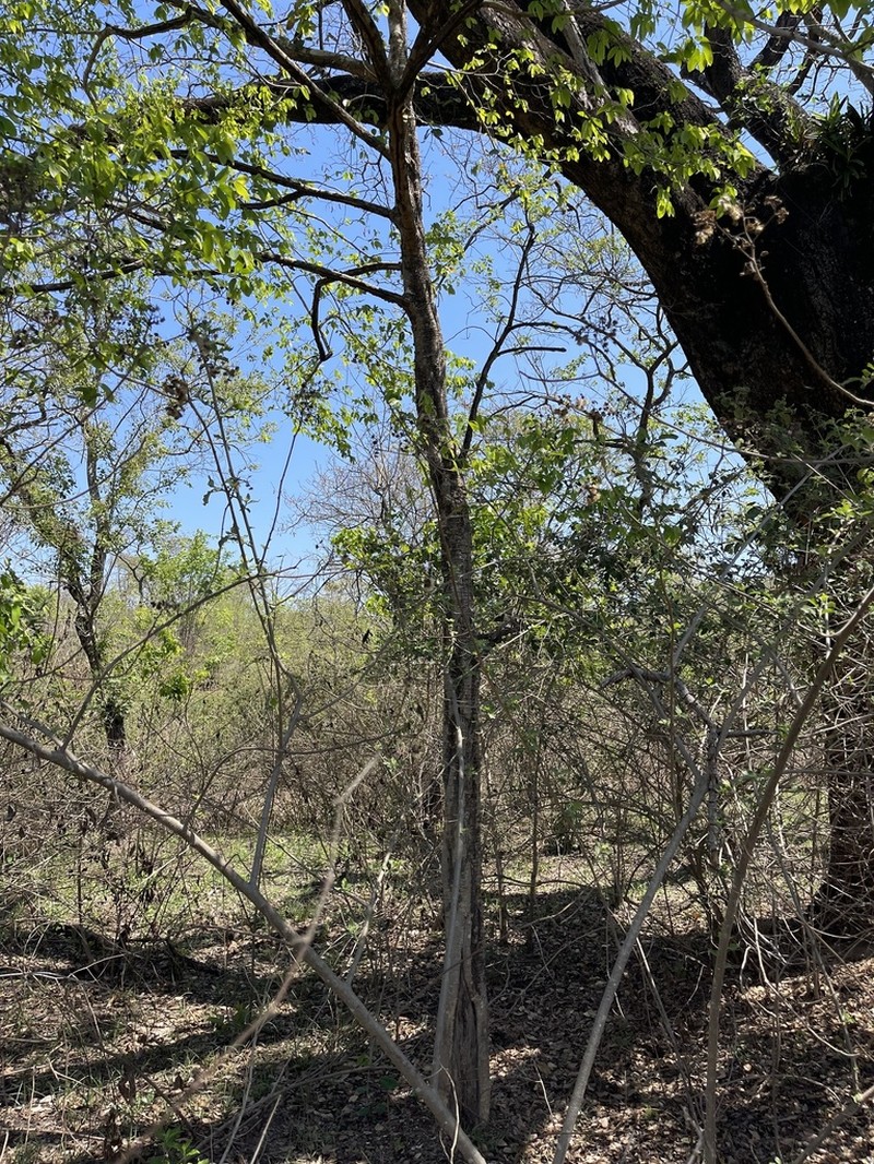 Xylopia gracilipes photo 3