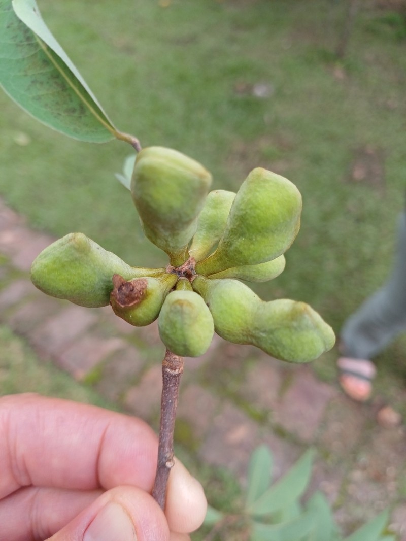 Xylopia gracilipes photo 4