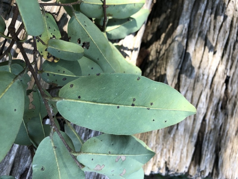 Xylopia gracilipes photo 5