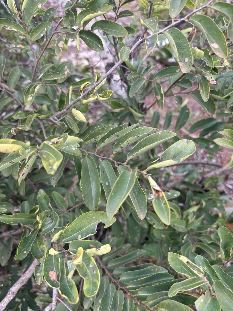 Xylopia gracilipes photo 6